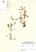 藏品(狗筋蔓)的圖片